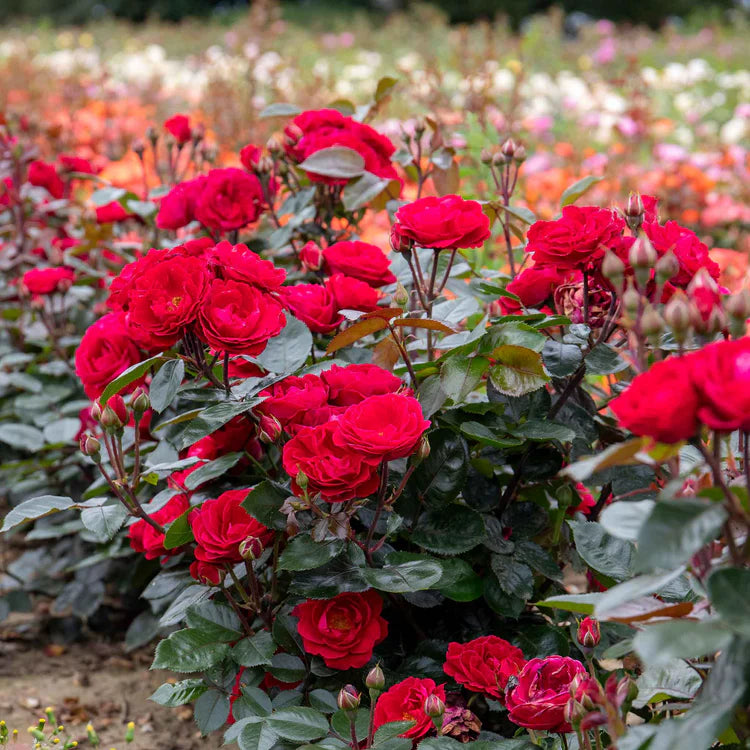 Pink Mix Ruby Rose Flower Seeds for Planting Bright Blooms Heirloom & GMO Free Seeds for Home Garden
 
 Sale