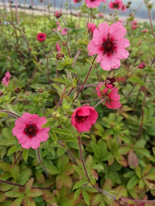 Red Willmott Flower seeds for Planting - Premium Quality, Heirloom & GMO Free Seeds for Home Garden