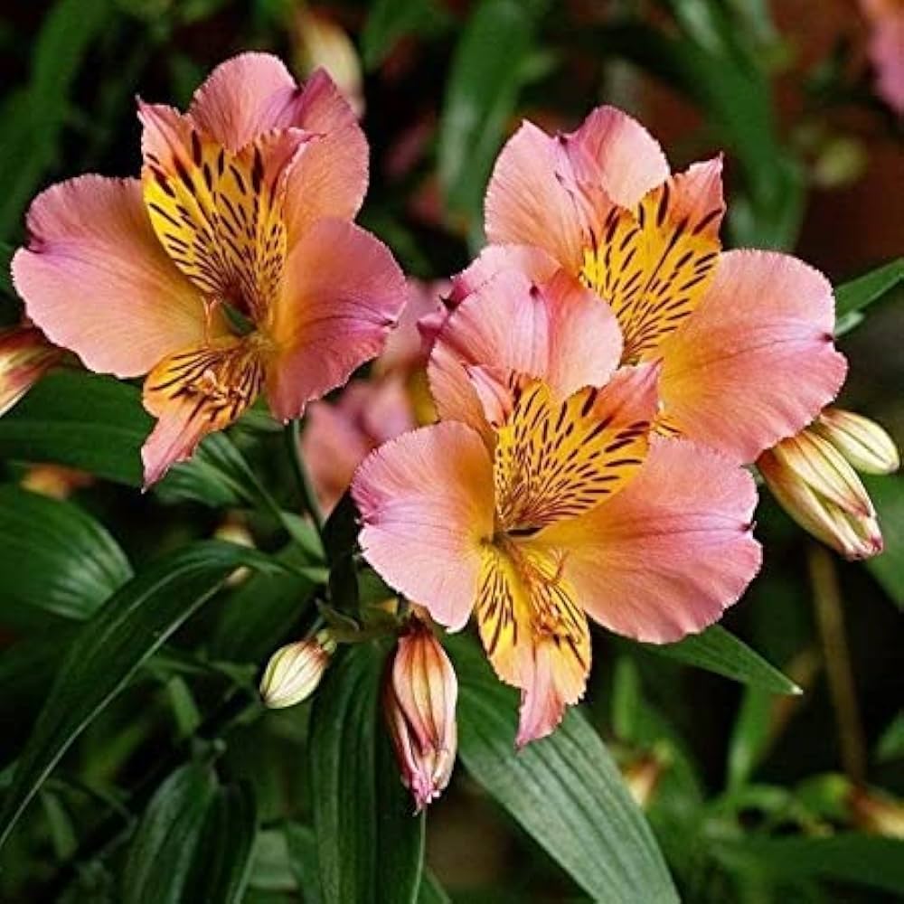 Peruvian Lily Alstroemeria spp Mixed Flower Seeds for Planting in Garden and Flower Bed