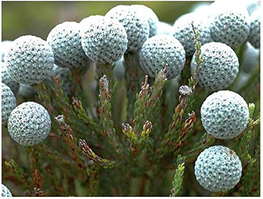 Silver Brunia Brunia Albiflora Flower Seeds