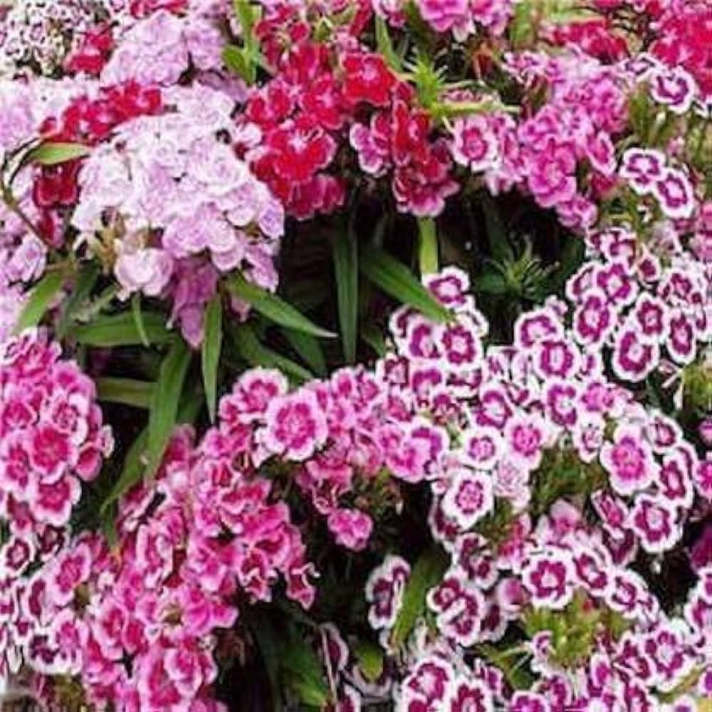 French Dianthus Annual Frills Seeds for Planting flower bed