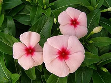 Pink Vinca Flower seeds for Planting - Fragrant Blossoms, Heirloom & GMO Free Seeds for Home Garden
 
 Sale for planting in home garden.