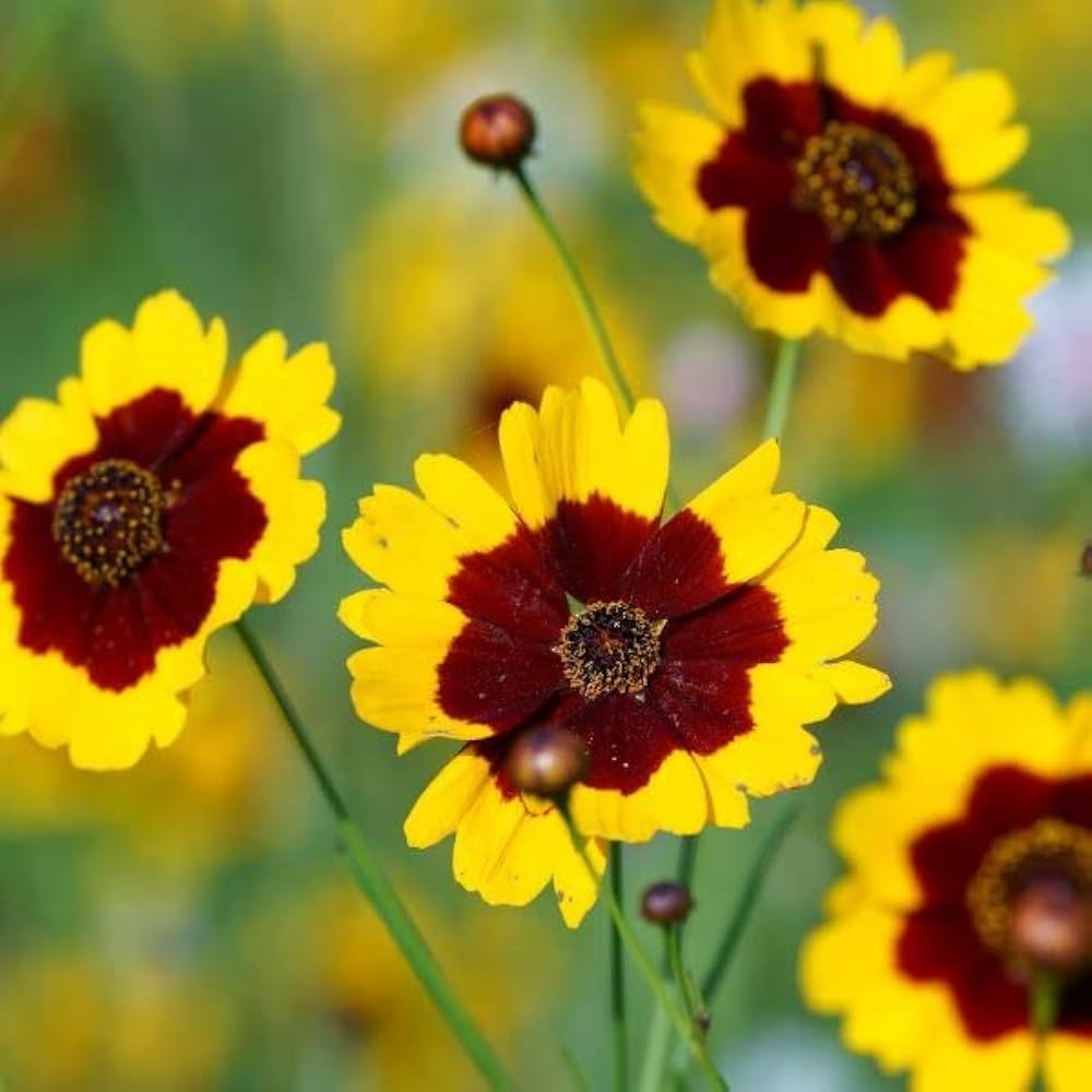 Coreopsis High Mix Seeds for Planting Vibrant Summer Wildflower Gardens