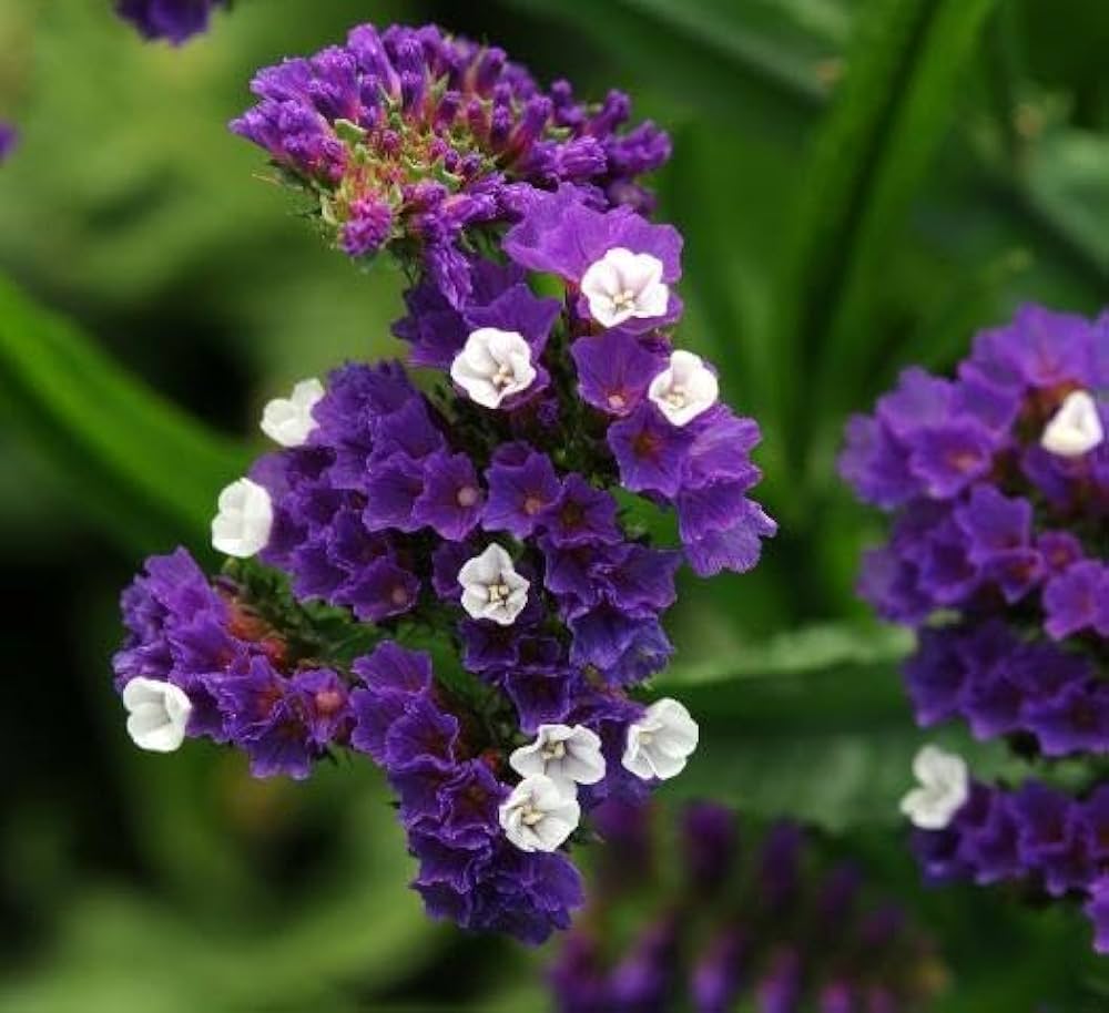Limonium Sinuatum Mix Seeds for Planting Limonium sinuatum for flower beds and coastal gardens