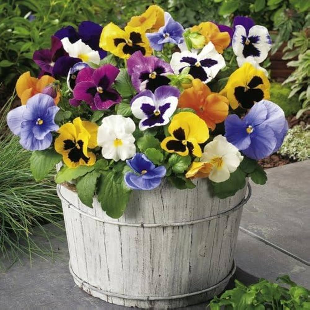 Perennial Pansy Viola tricolor Seeds for Planting - Ideal for Flower Bed & Urban Garden