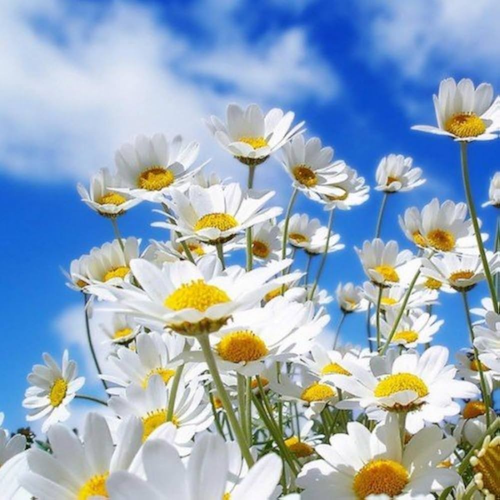 German Chamomile Seeds for Planting Matricaria chamomilla for herbal gardens and tea
