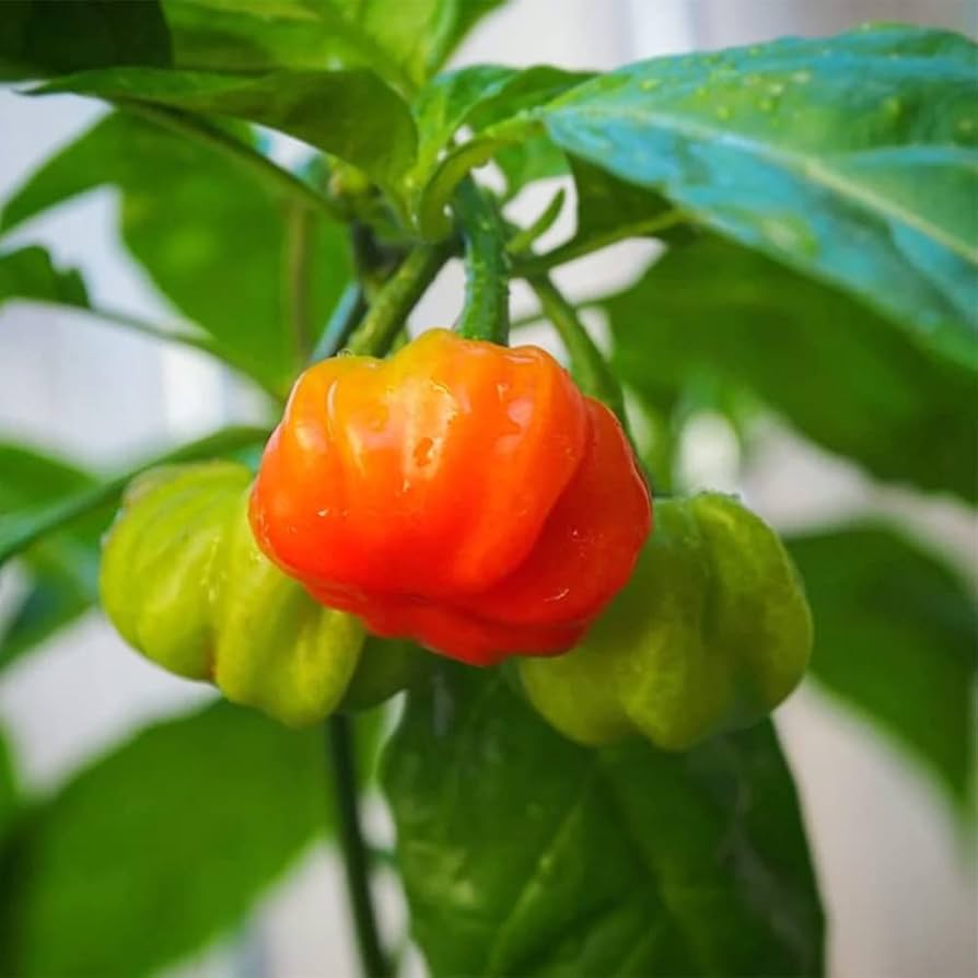 Aji Dulce Amarillo Pepper Seeds for Planting Capsicum chinense for vegetable patch and home greenhouse