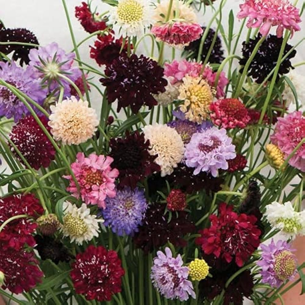 Yellow Scabious Flower seeds for Planting - Easy to Grow, Heirloom & GMO Free Seeds for Home Garden