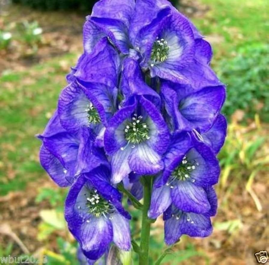 Aconite Flower seeds for Planting - Long Bloom Season, Heirloom & GMO Free Seeds for Home Garden