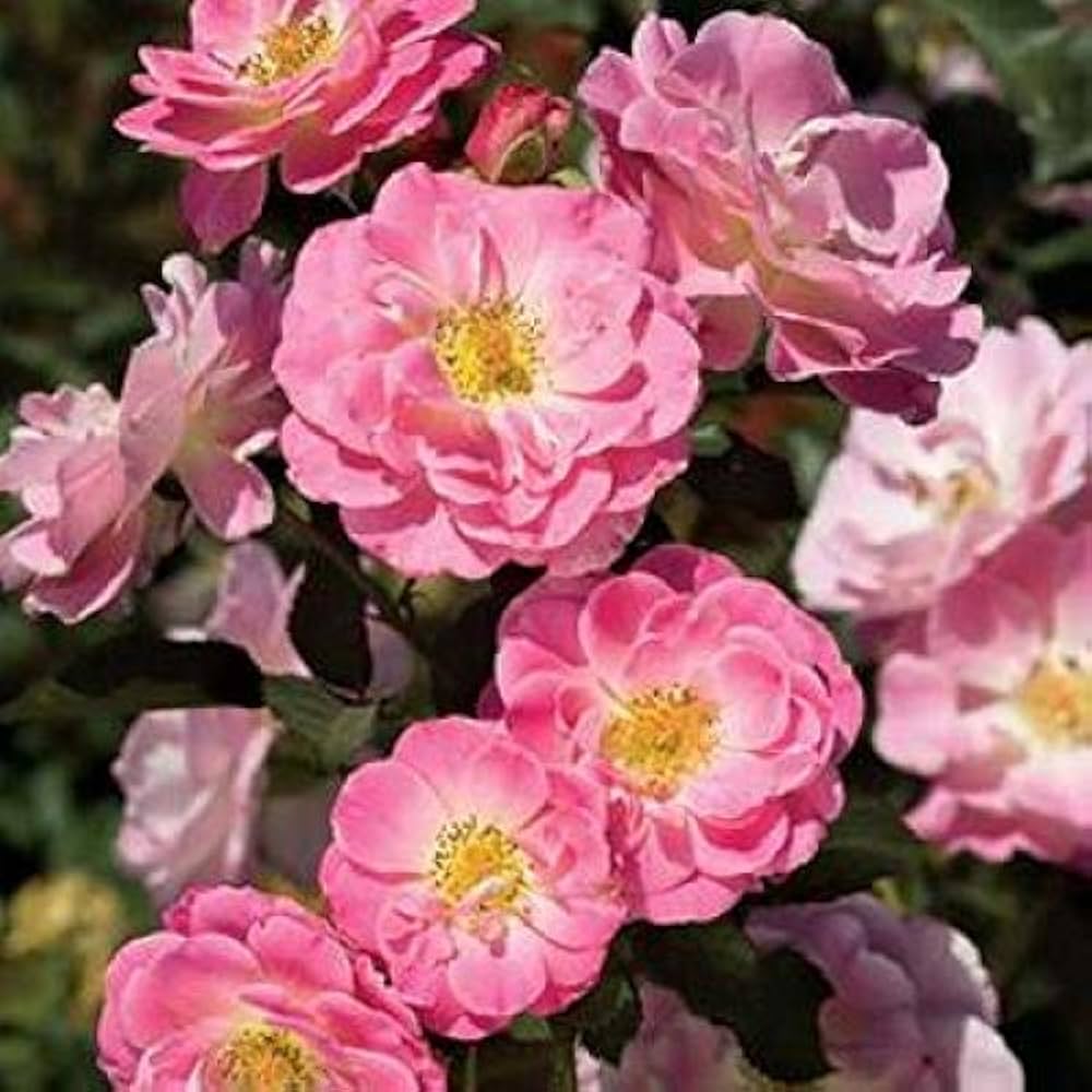 Rosa Chinensis Flower Seeds