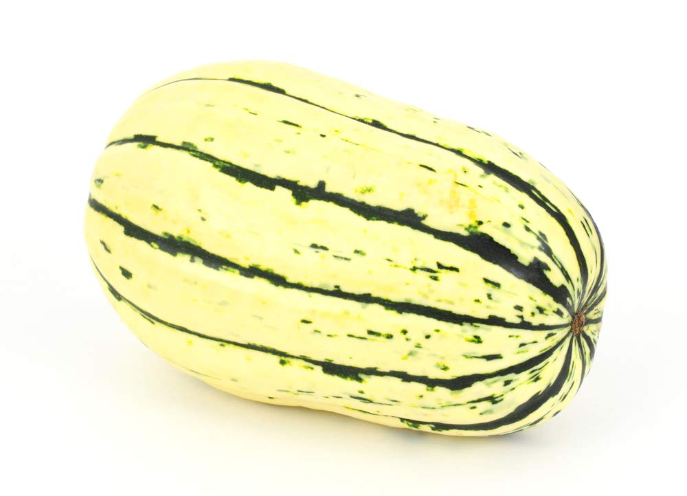 Lakota Squash Seeds for Planting Cucurbita pepo for vegetable patches and home gardens