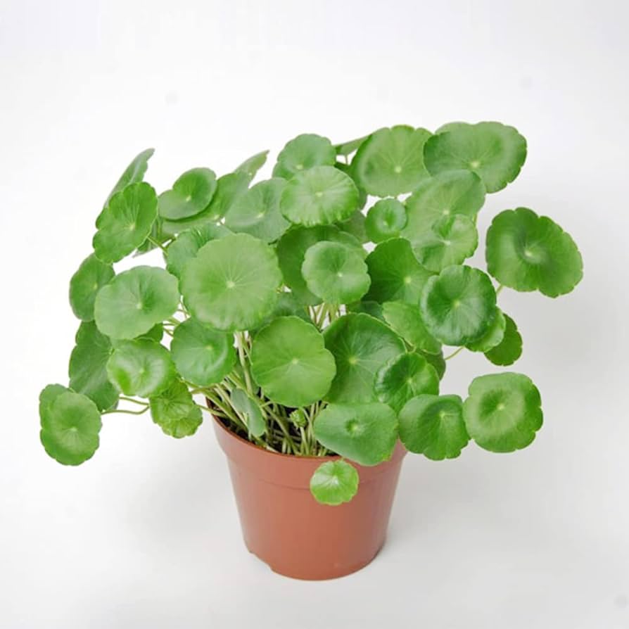 Centella Asiatica Seeds for Planting | Grow Your Own
