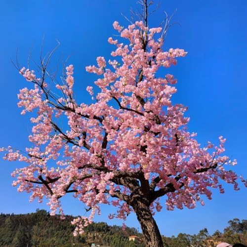 Japanese Cherry Blossom Prunus serrulata Flower Seeds for Planting in Garden