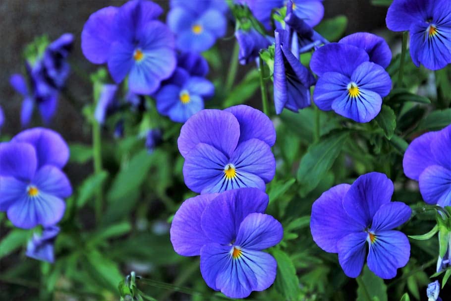 Pansy Viola tricolor Flower Seeds for Planting