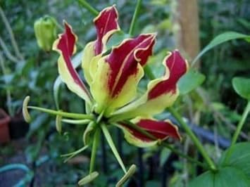 Red Rothschildiana Flower seeds for Planting - Perfect for Borders, Heirloom & GMO Free Seeds for Home Garden
 
 Sale for planting in home garden.