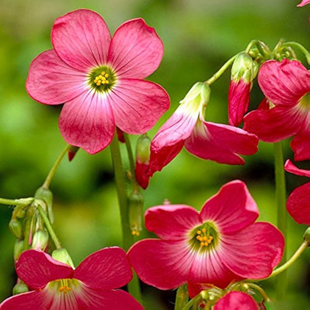 Oxalis Oxalis spp. Flower Seeds for Planting