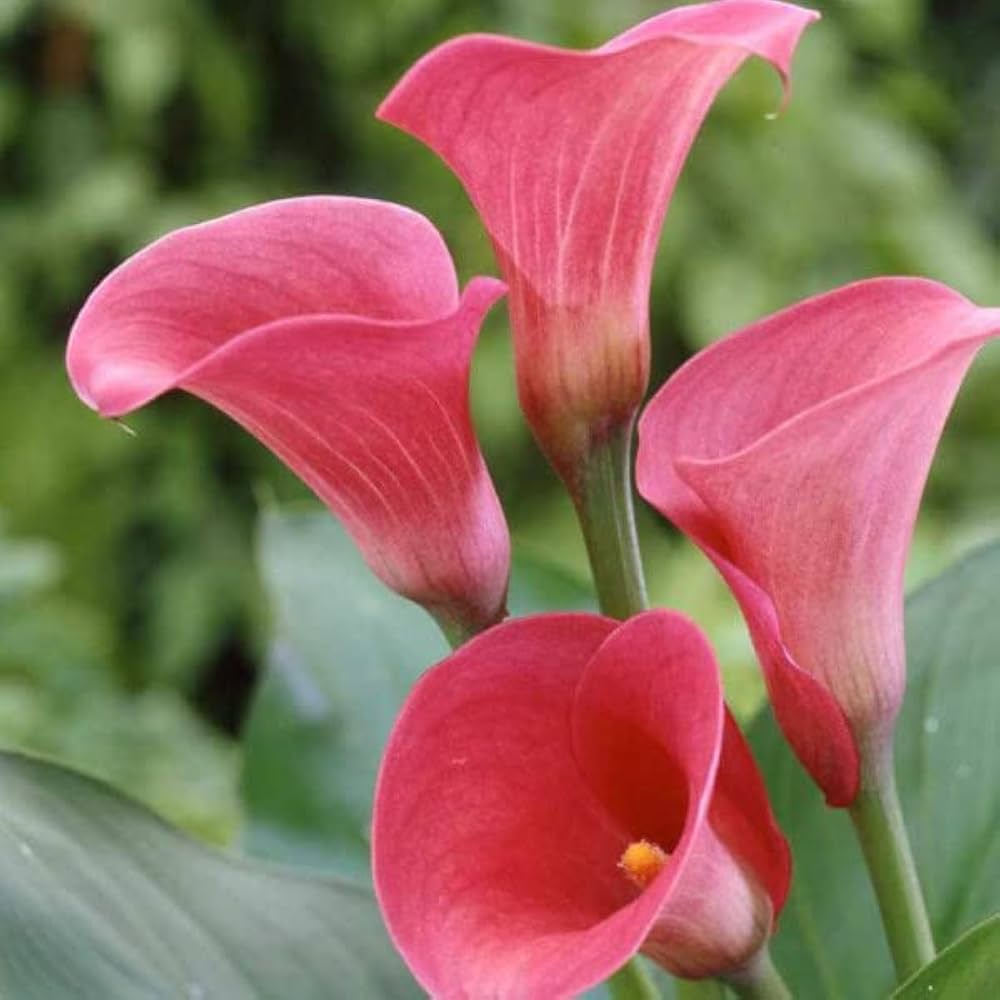 Calla Lily Zantedeschia spp. Bulbs for Planting - Ideal for Flower Bed & Urban Garden