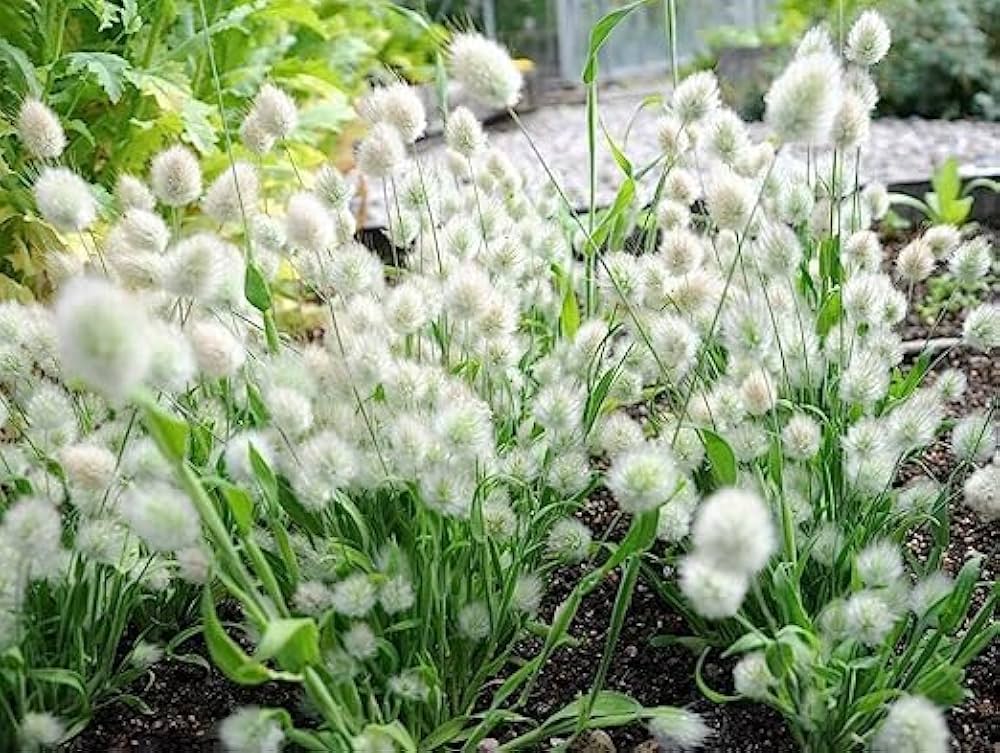 Bunny Tail Grass Seeds for Planting Lagurus ovatus for ornamental gardens and ground cover