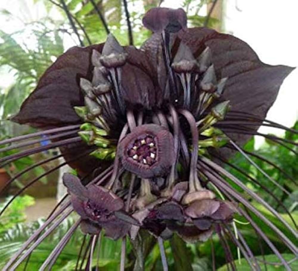 Black Tacca Chantrieri Flower seeds for Planting - Premium Quality, Heirloom & GMO Free Seeds for Home Garden