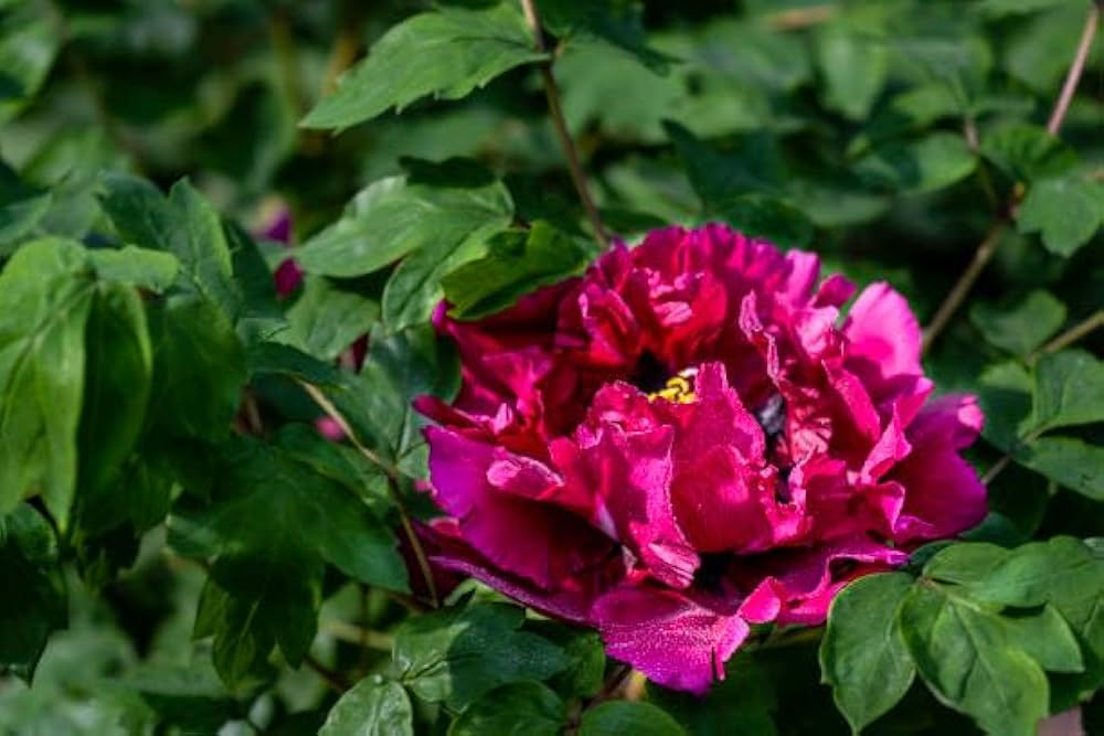Peony Paeonia spp. Seeds for Planting - Perfect for Flower Bed & Home Garden