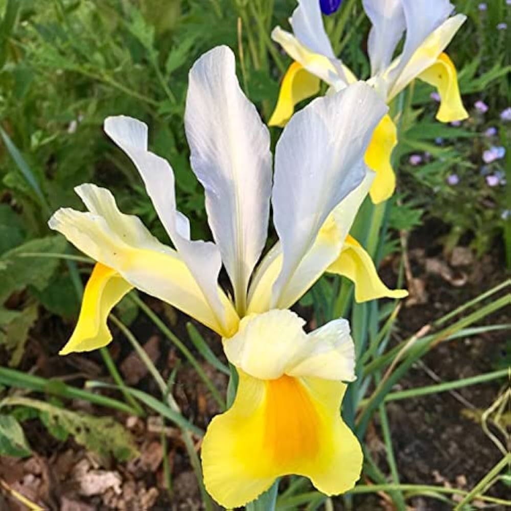 Iris Iris germanica Seeds for Planting - Ideal for Flower Bed & Home Garden