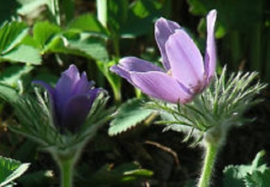 Pasque Flower Pulsatilla Seeds – Heiler Stain Vulgaris Perennial Blooms