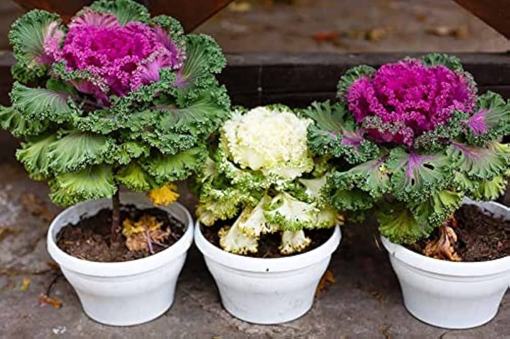 Flowering Cabbage Brassica oleracea Seeds for Planting in Vegetable Patch