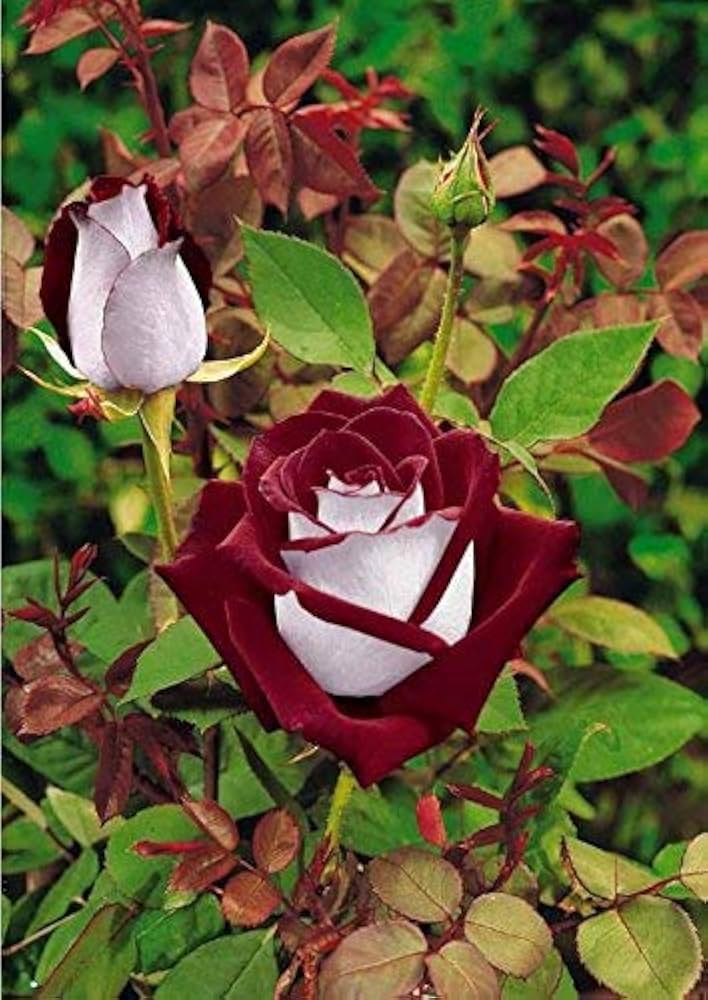Rare Deep Red and White Osiria Ruby Rose Flower seeds for Planting - Shade Tolerant, Heirloom & GMO Free Seeds for Home