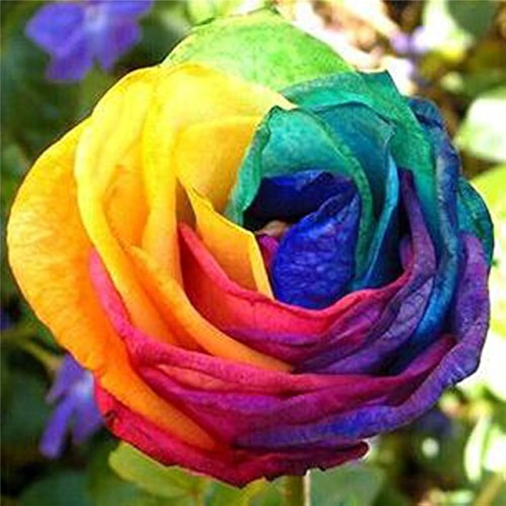 Holland Rose Rosa spp. Seeds for Planting - Perfect for Flower Bed & Home Garden