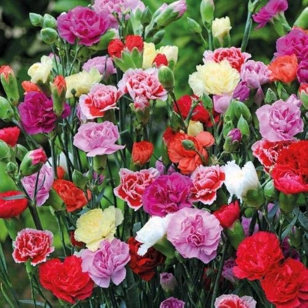 Carnation Seeds Dianthus caryophyllus for Planting in Flower Bed & Garden