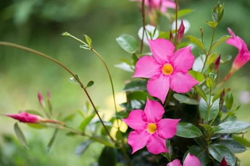 Mandevilla Sanderi Seeds for Planting - Ideal for Flower Bed & Urban Garden