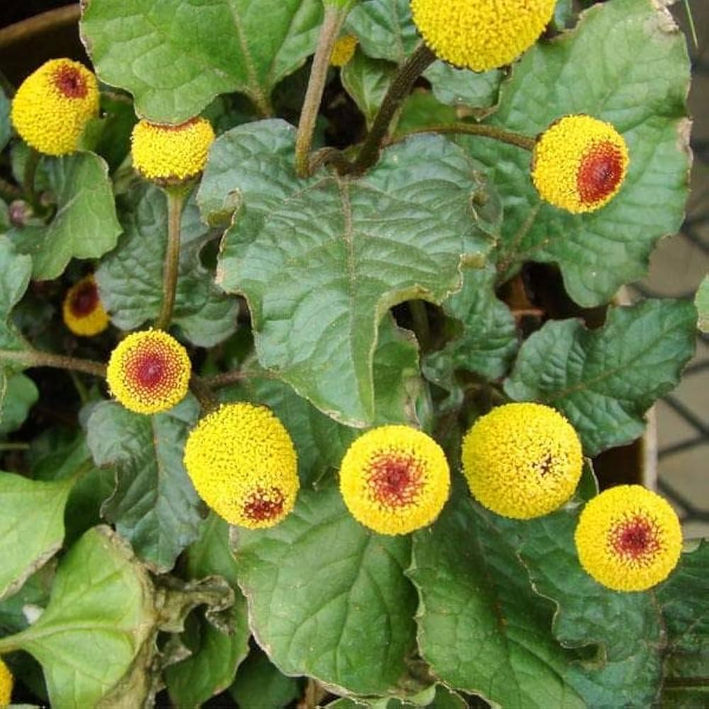Acmella Flower seeds for Planting - Cut Flower Favorite, Heirloom & GMO Free Seeds for Home Garden