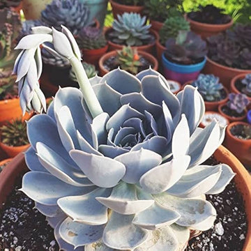 Echeveria Flower seeds for Planting - Vibrant Colors, Heirloom & GMO Free Seeds for Home Garden