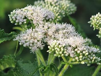 White Eupatorium Perfoliatum Flower seeds for Planting - Compact Growth, Heirloom & GMO Free Seeds for Home Garden
 
 Sale for planting in home garden.