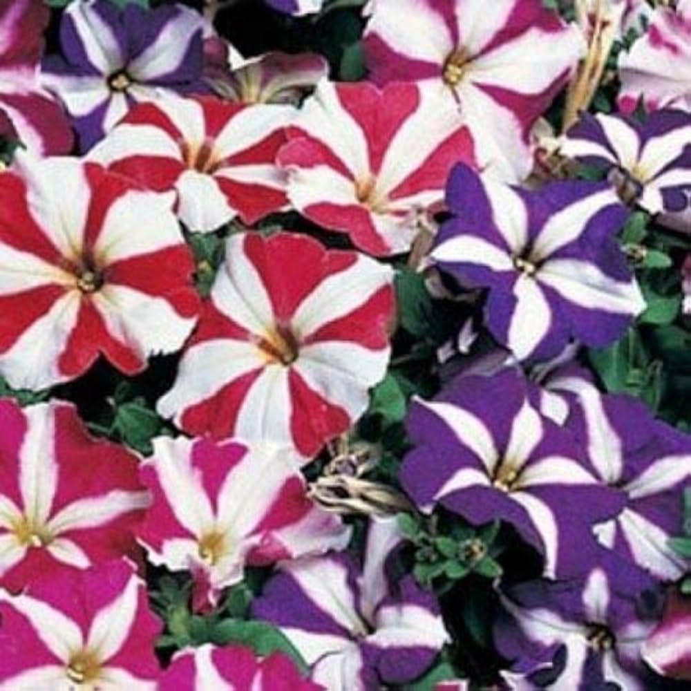 Pellettato Petunia Semi Limbo Viola Petunia Semi