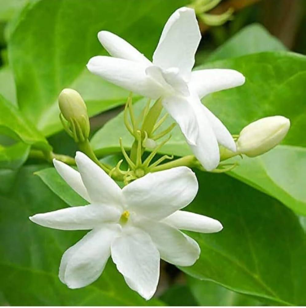 Arabian Jasmine Jasminum sambac Flower Seeds for Planting in Garden