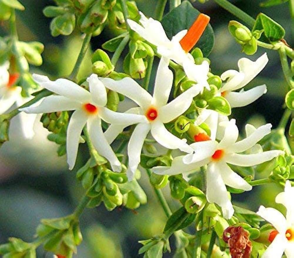 Heirloom Coral Jasmine seeds for Planting Shade Tolerant Heirloom & GMO Free Seeds for Home Garden