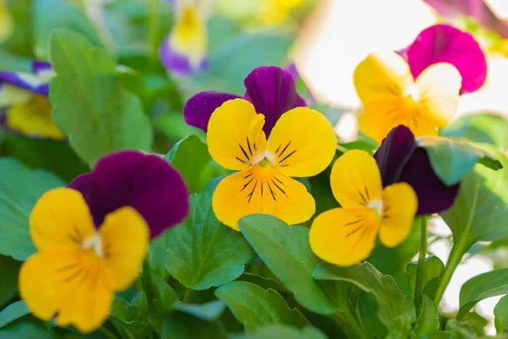 Pansy Dynamite Red Yellow Seeds for Colorful Spring Flowers