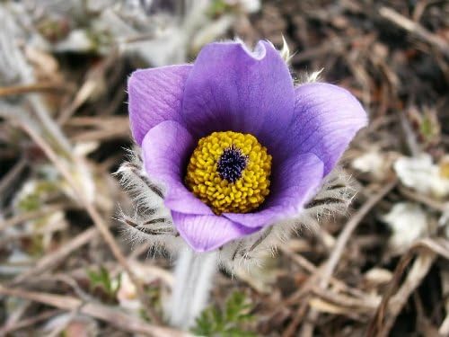 Violet Anemone Pulsatilla Vulgaris/Purple Pasque Flower Seeds Best Selling