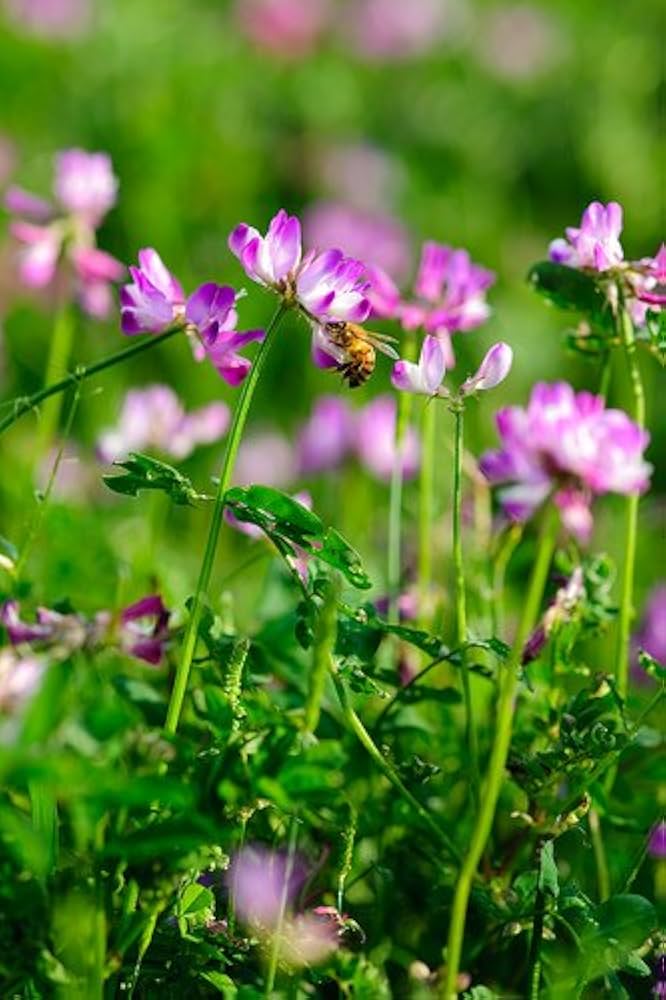 Astragalus Lavender Flower seeds for Planting - Garden Favorite, Heirloom & GMO Free Seeds for Home Garden