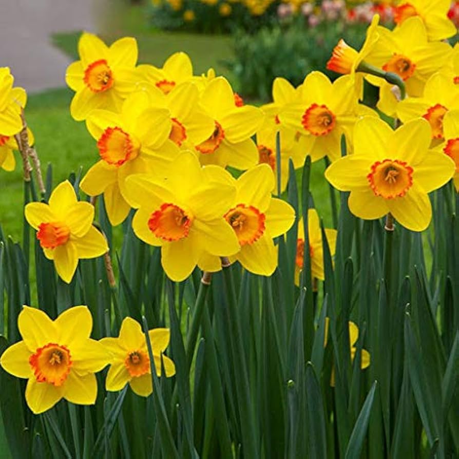 Yellow Red Double Petals Narcissus Daffodil Flower Seeds for Planting Shade Tolerant Heirloom & GMO Free Seeds for Home Garden
 
 Sale