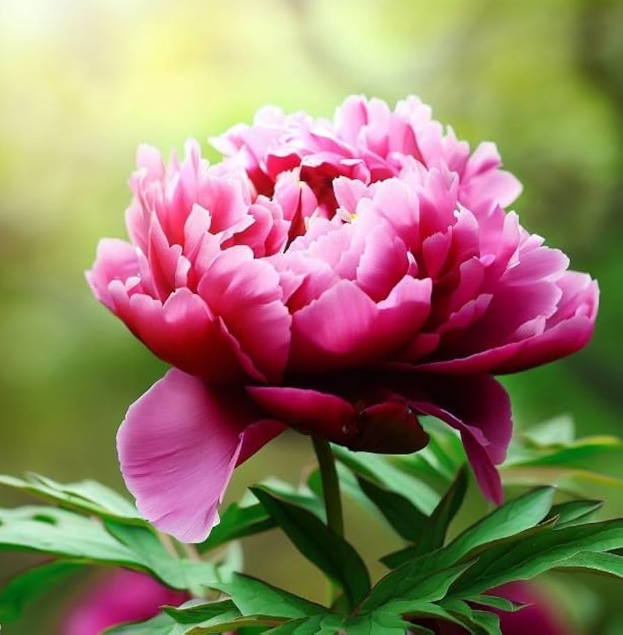 Peony Paeonia spp. Seeds for Planting - Perfect for Flower Bed & Home Garden