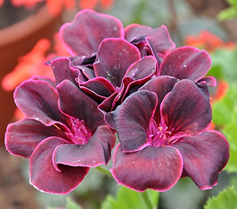 Burgundy Geraniums Flower seeds for Planting - Wildflower Mix, Heirloom & GMO Free Seeds for Home Garden