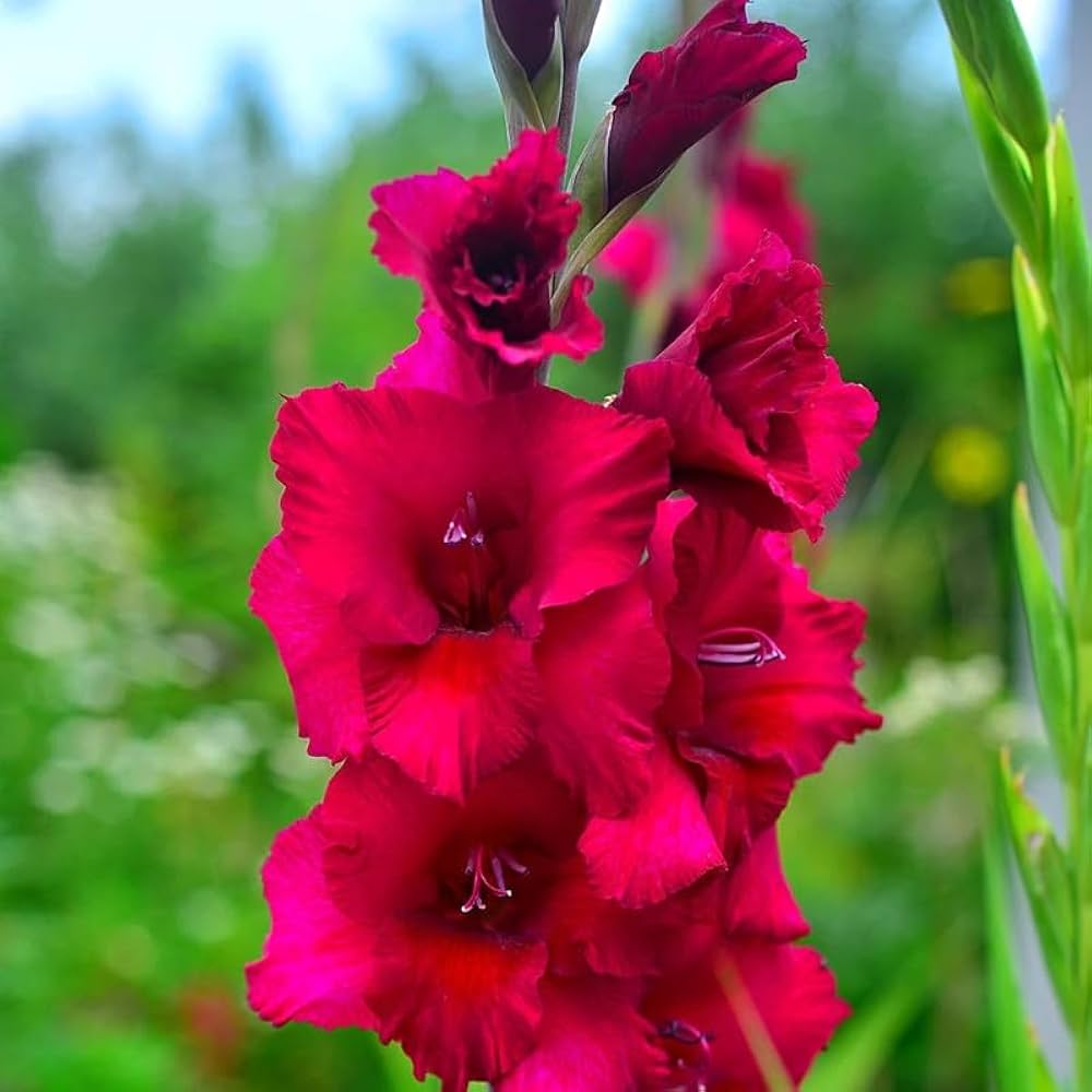 Burgundy Gladiolus Flower Seeds for Planting Compact Growth Heirloom & GMO Free Seeds for Home Garden
 
 Sale