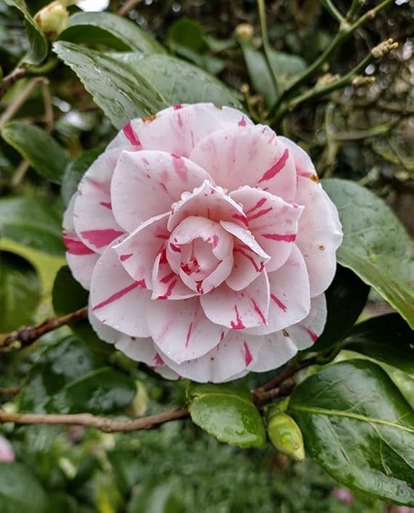 White Light Red Camellia Flower seeds for Planting - Seasonal Bloomer, Heirloom & GMO Free Seeds for Home Garden