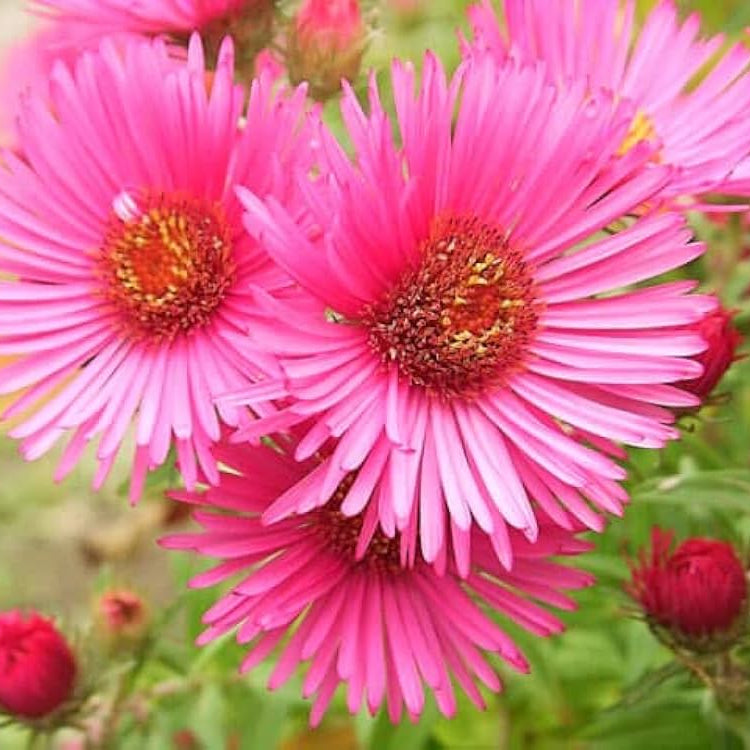 Light Pink Aster Flower Seeds for Planting Low Maintenance Heirloom & GMO Free Seeds for Home Garden
 
 Sale