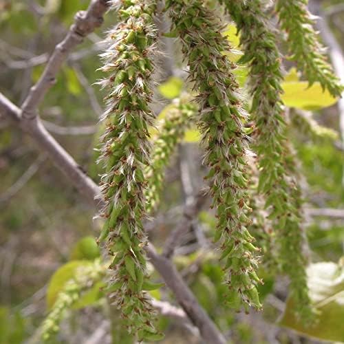Tremuloides Tree Seeds - Planting Pack Flower