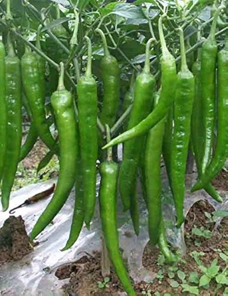 Chili Pepper Vegetable Seeds for Easy Planting