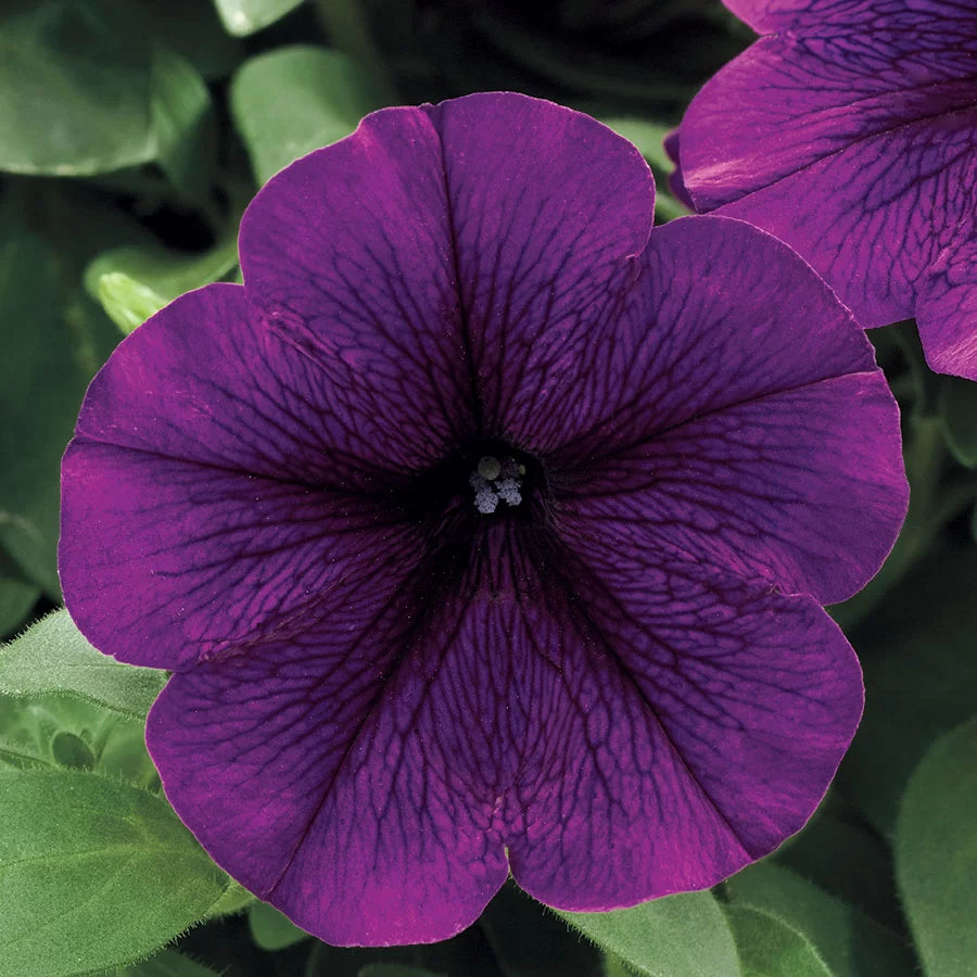 Purple Trailing Petunia Flower seeds for Planting - Seasonal Bloomer, Heirloom & GMO Free Seeds for Home Garden