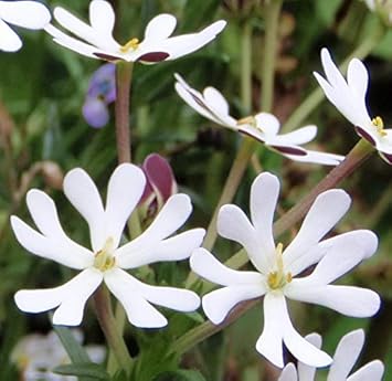 White Zaluzianskya Flower seeds for Planting - Perfect for Borders, Heirloom & GMO Free Seeds for Home Garden
 
 Sale seeds for planting in home garden